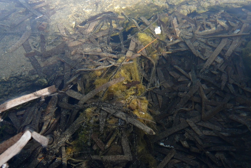 Rio Salivoli (Piombino) - rospi smeraldini in citt!